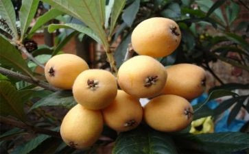 枇杷树的作文600字6篇