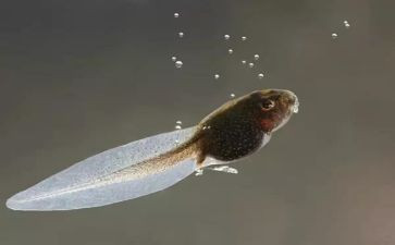 中班画蝌蚪教案6篇