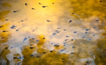 幼儿园小蝌蚪教案参考8篇