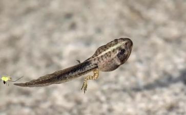 幼儿园小蝌蚪教案5篇