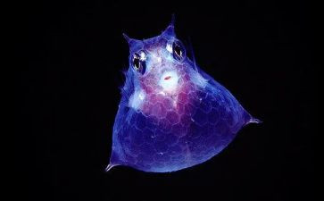 高中生物教学计划优秀5篇