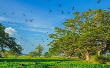 不一样的树作文参考5篇