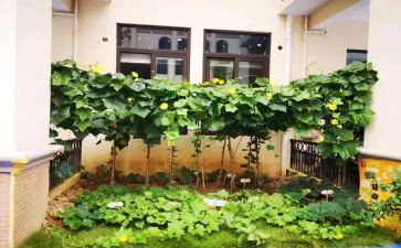 送蔬菜教案6篇