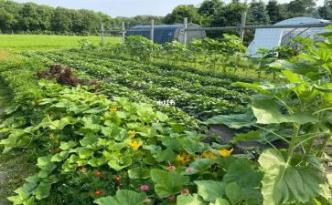 爷爷做的菜作文模板8篇