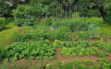 菜市场的调查报告7篇