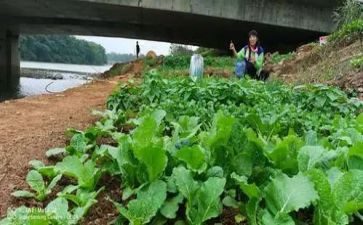 送蔬菜教案推荐6篇