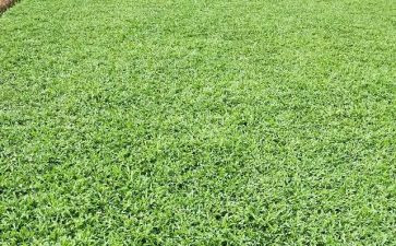 烟草证申请书5篇