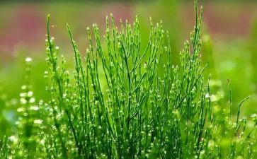 读《草房子》的心得体会最新6篇