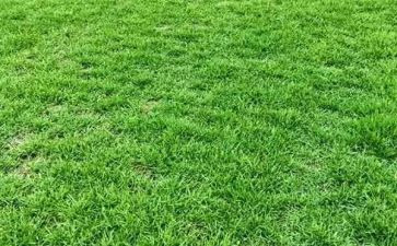 小班语言活动草教案精选5篇