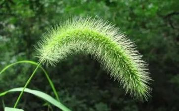 花和草的诗读后感最新5篇