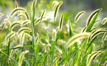 小班草教案及反思模板8篇