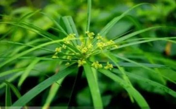 花和草的诗读后感7篇