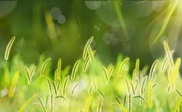 古诗草小班教案5篇