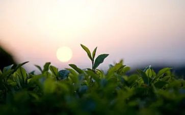 茶的价格调查报告6篇
