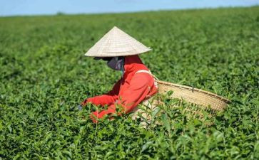 茶活动方案模板模板8篇