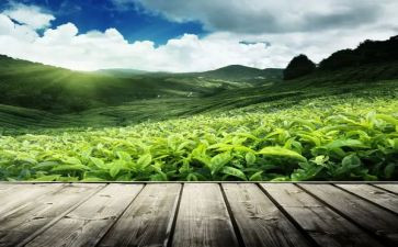 茶活动方案模板优秀5篇