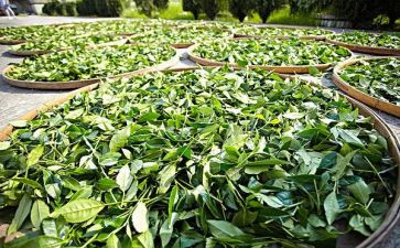 茶文化活动方案优秀8篇