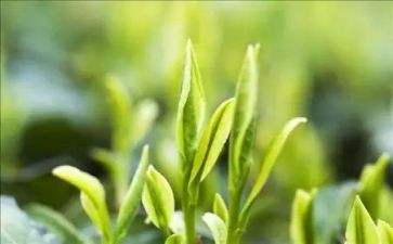 茶销售工作计划通用5篇