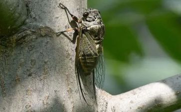 仿写《蝉》的作文模板7篇