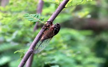 仿写《蝉》的作文7篇