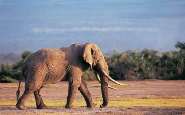 画大象幼儿园教案5篇