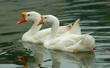 《白鹅》的读后感5篇