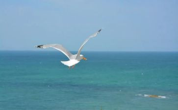 逆风飞翔作文8篇