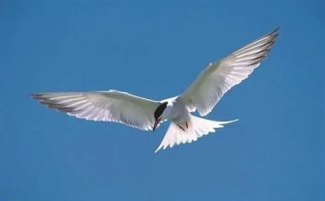 逆风飞翔作文优质5篇