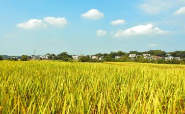 丰收教学反思5篇