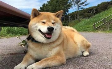 以狗为友600字作文模板6篇