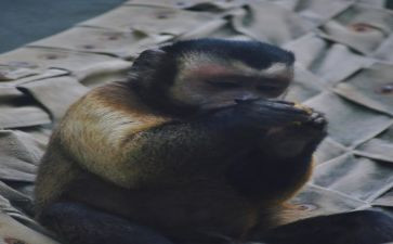 中班三只猴子教案7篇