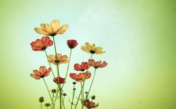 《朝花夕拾》演讲稿7篇
