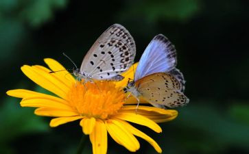 涂蝴蝶教案参考6篇