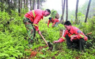 护林员2024年工作总结参考5篇