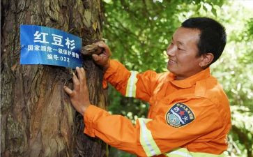 村护林员工作总结精选6篇