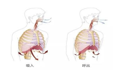 呼吸科医生述职报告6篇