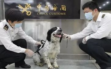 动物检疫站工作总结6篇