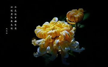 菊花的演讲稿5篇