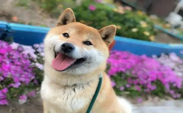 让我开心的一件事作文6篇