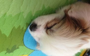 可怜的鱼作文模板7篇