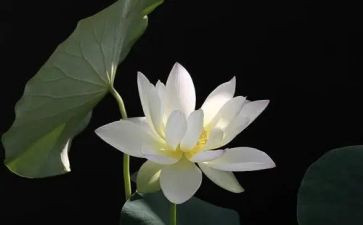 吃榴莲的作文400字7篇