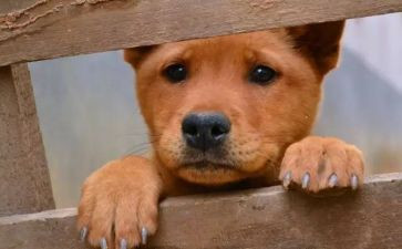 猫流浪记读后感通用8篇
