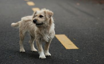 苦二流浪记读后感精选8篇