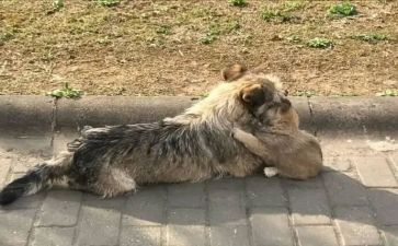 猫流浪记读后感6篇