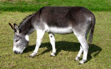 驴的影子读后感参考7篇