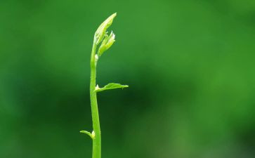 绿色的演讲稿8篇