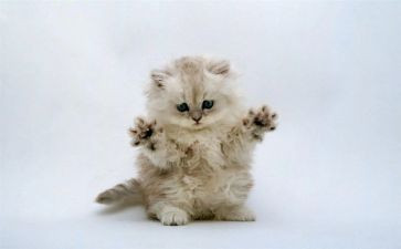 关于猫的活动方案精选8篇