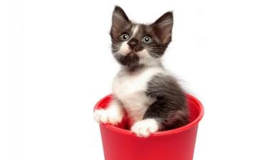 猫的阅读心得优秀5篇