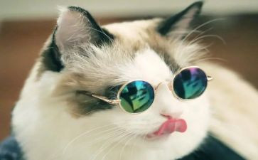 老鼠,鼬和猫读后感精选5篇
