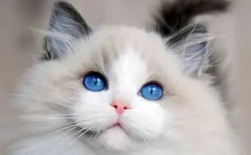 《猫》郑振铎读后感7篇